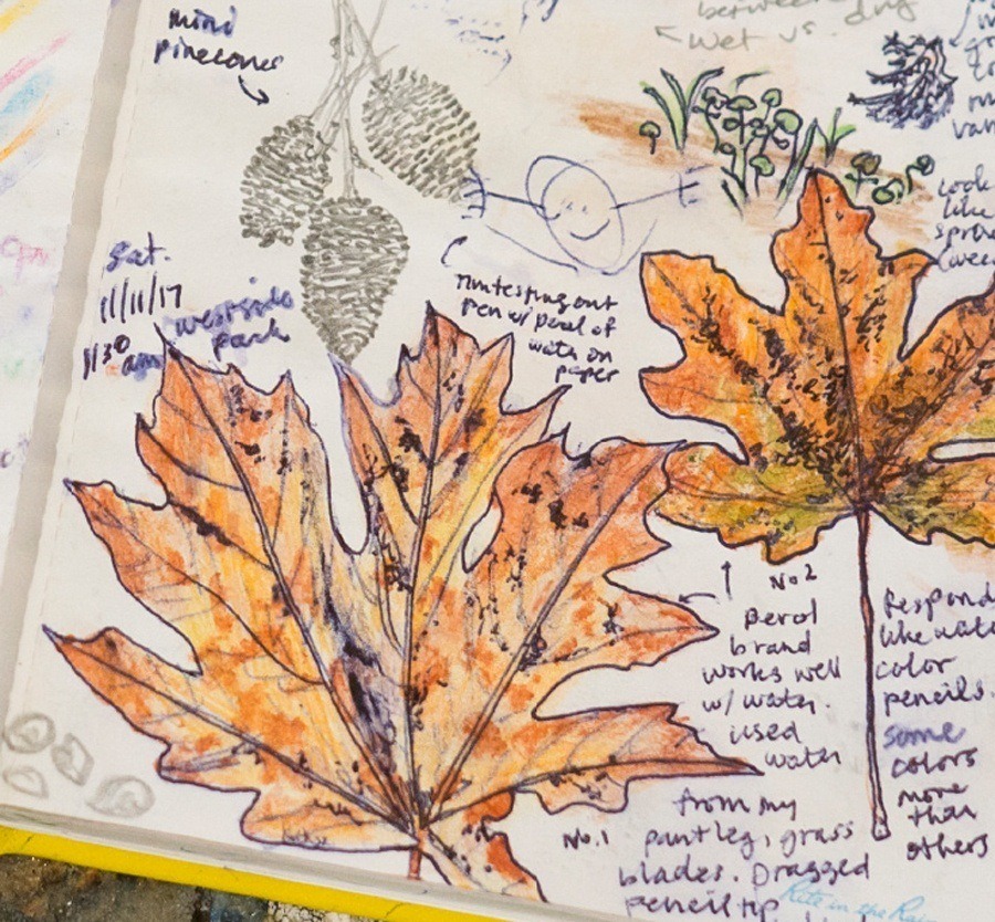 Weatherproof book open to Emily's sketches of leaves and plants.