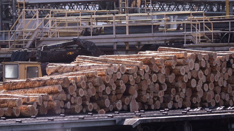Huge conveyor belt filled with logs.