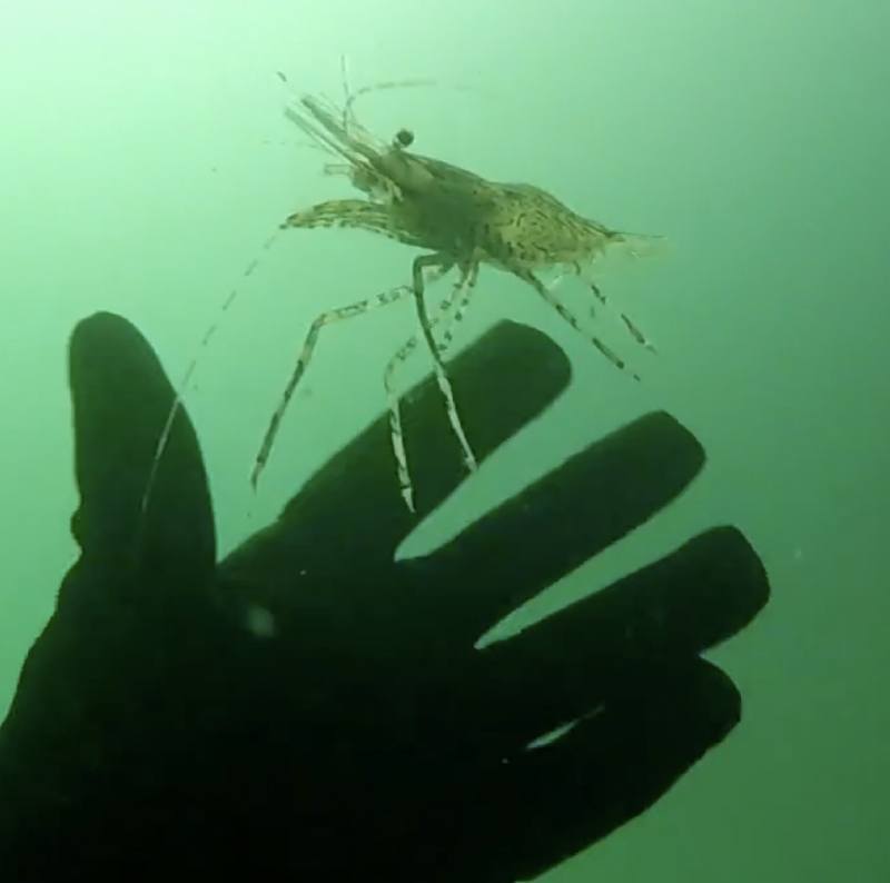 Shrip landing on diver's glove