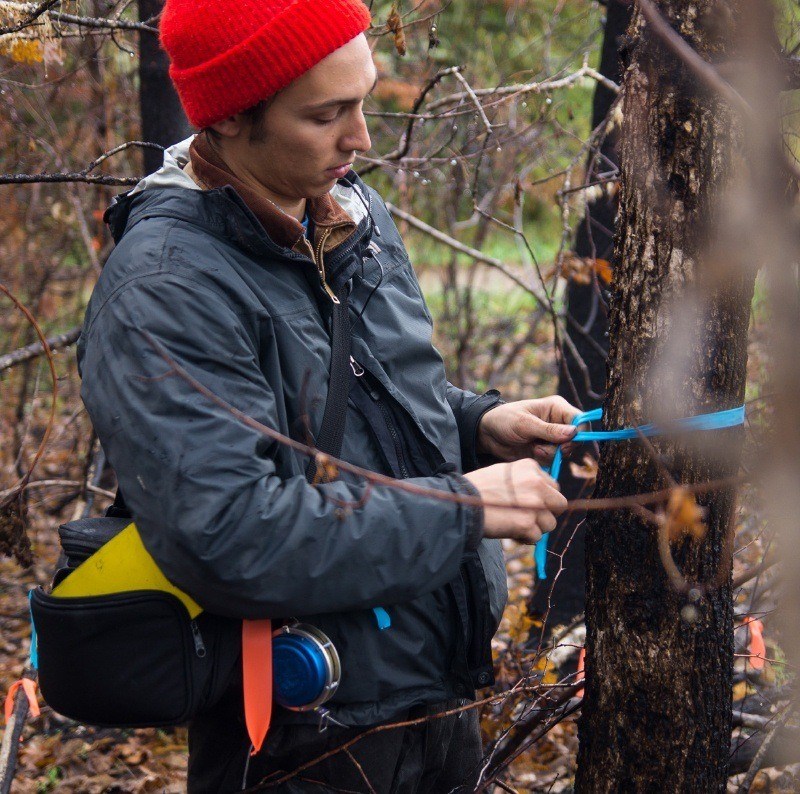 Arborist measuring trees damaged in fire